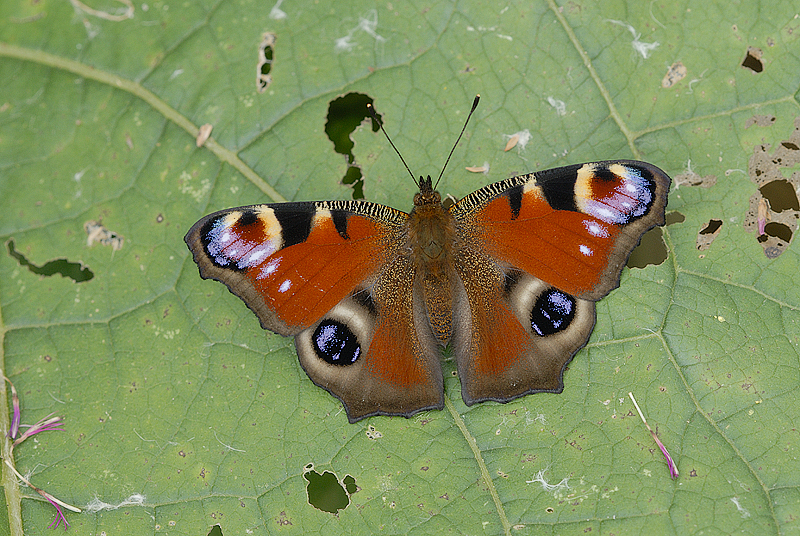 Peacock Butterfly
